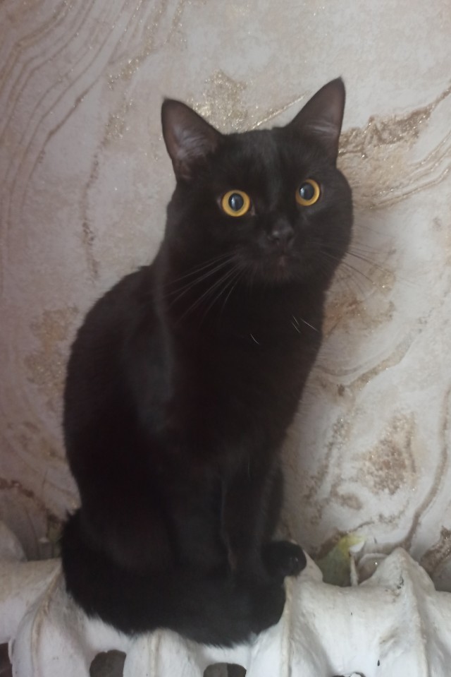 День чёрной кошки отмечается сегодня