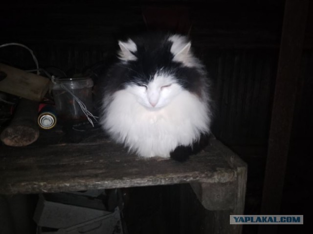 Жизнь домашнего приюта для котеек 529