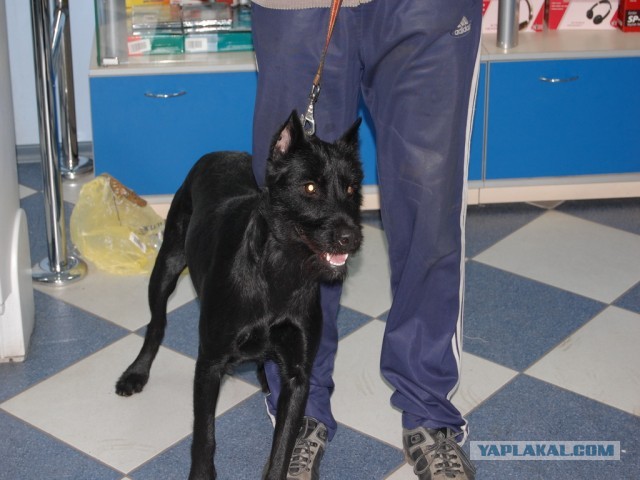 10 самых агрессивных пород собак