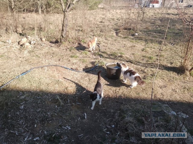 Жизнь домашнего приюта для котеек 536