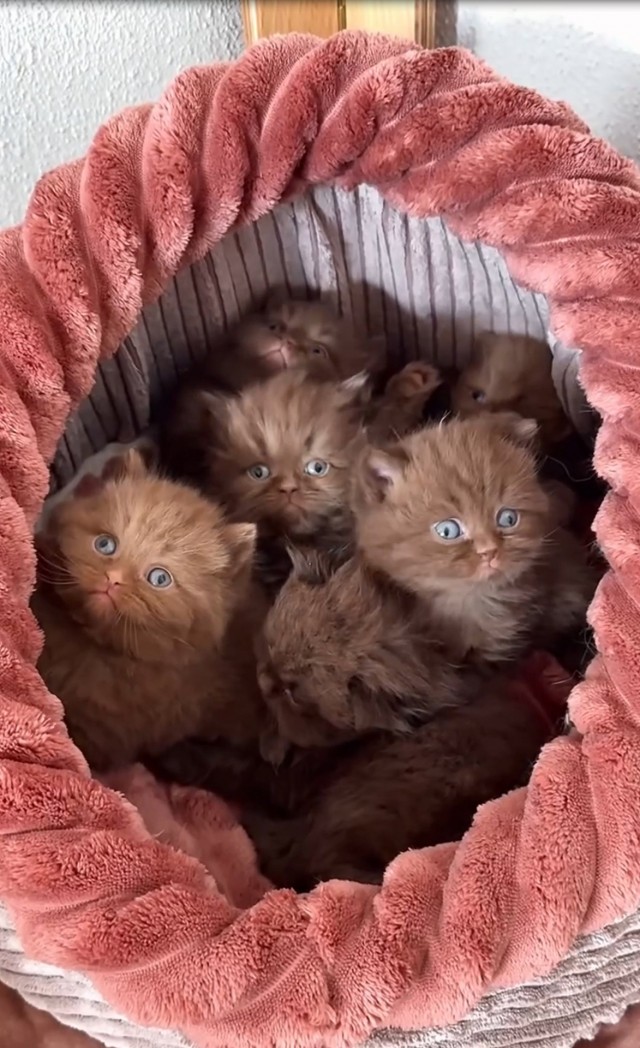 Шарики с бусинками