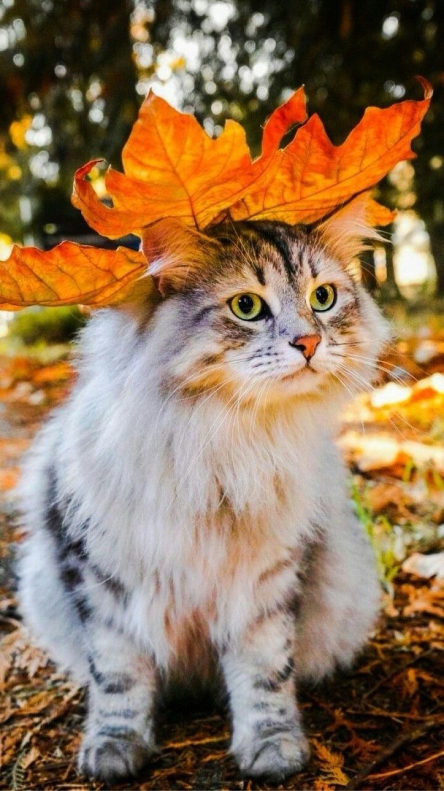 Осенний кот