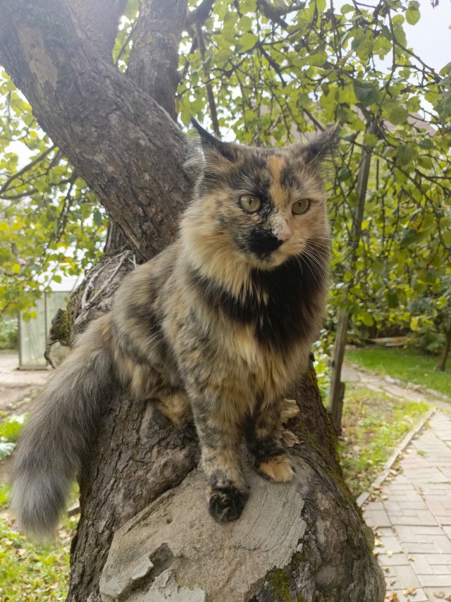 Осенний кот