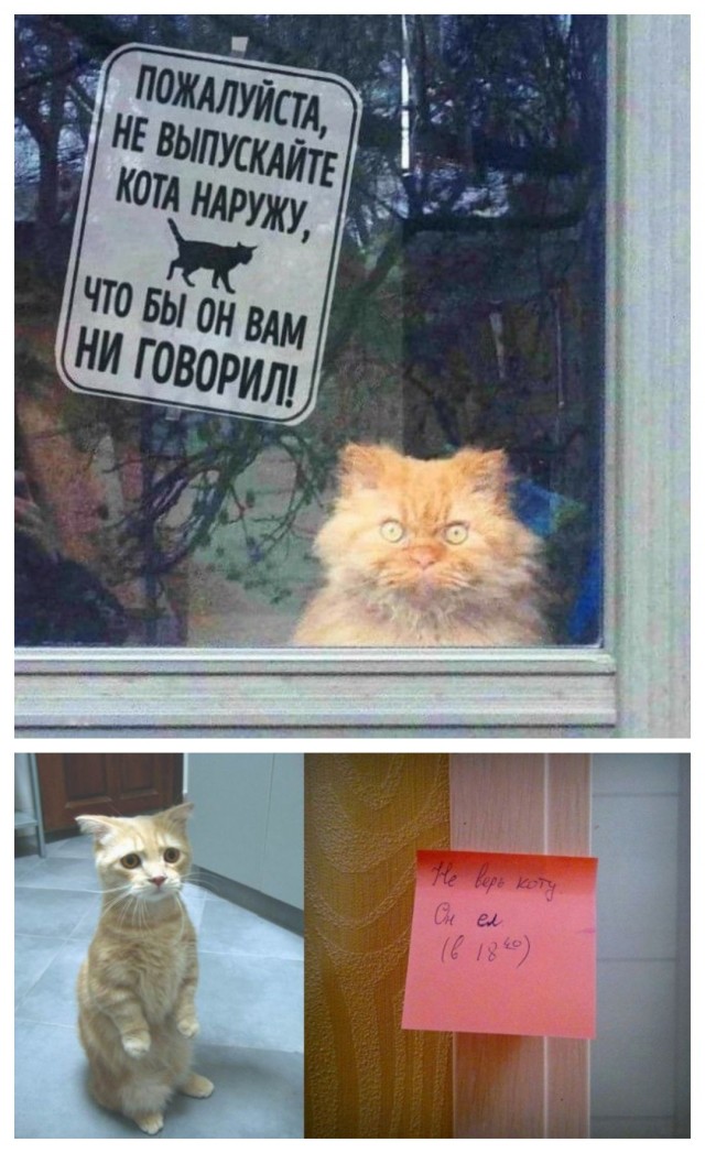 Я не люблю кошек.