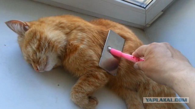 Любимая щётка