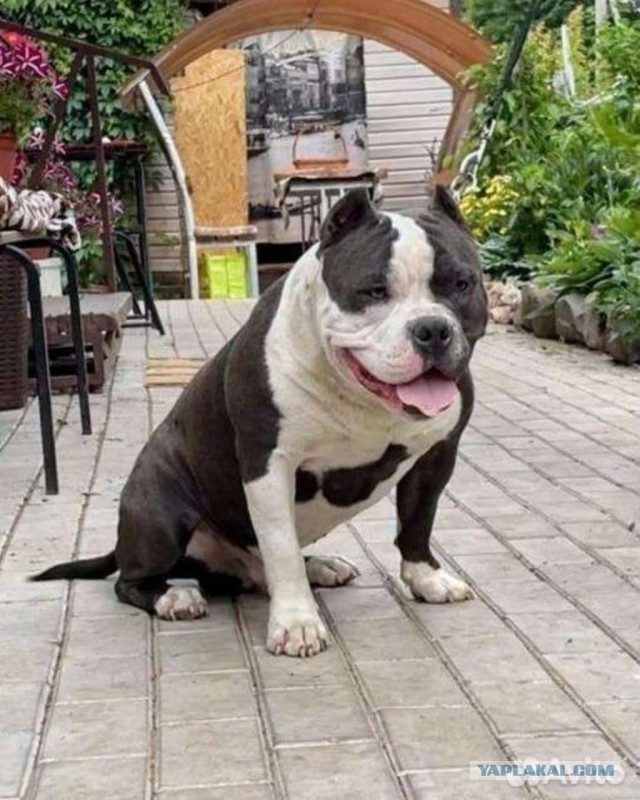 Ещё один метод борьбы с бродячими собаками⁠⁠