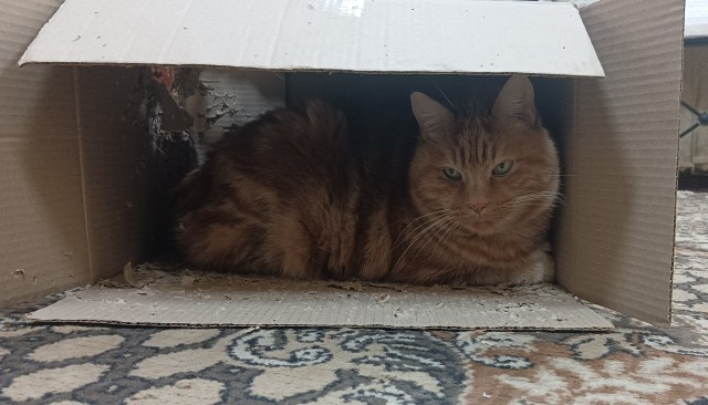 Котокоробковое