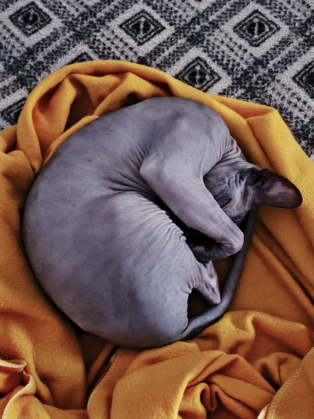 Котики и любовь