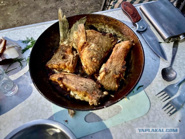 Мужская кулинария. Караси в сметане