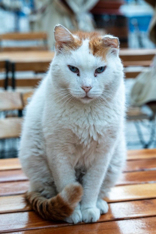 Уличные котэ города Дубровник