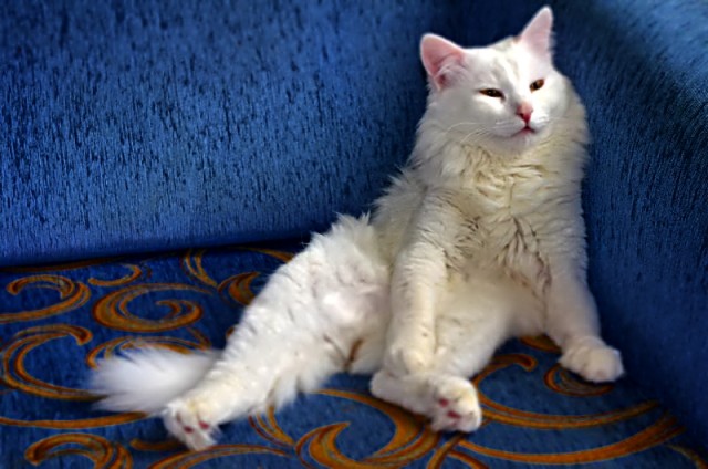 Котейка, который не знает как лежат котейки