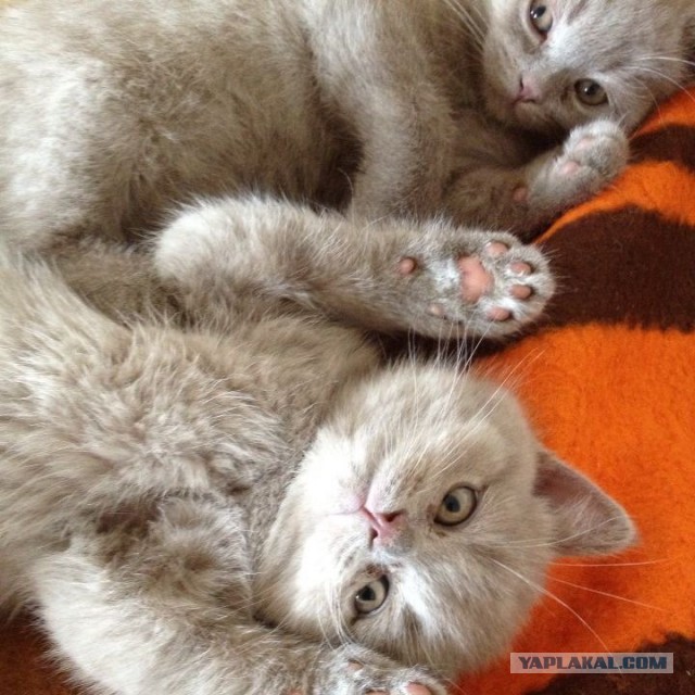 Котовторник 26.11.2013