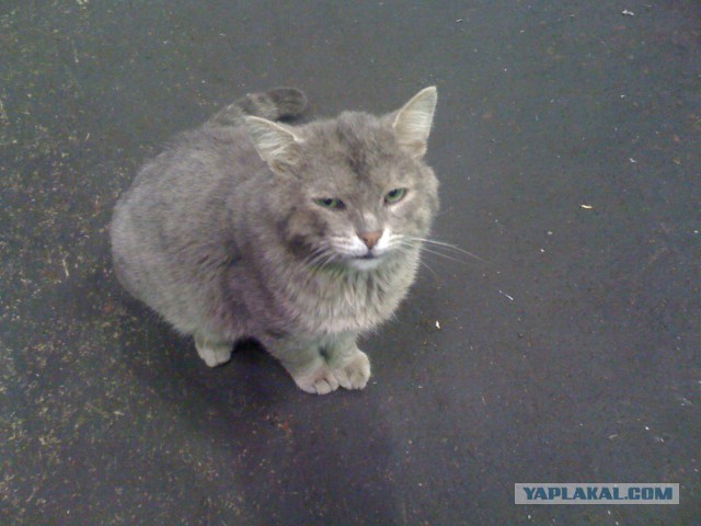 Котовторник 01.04.2014