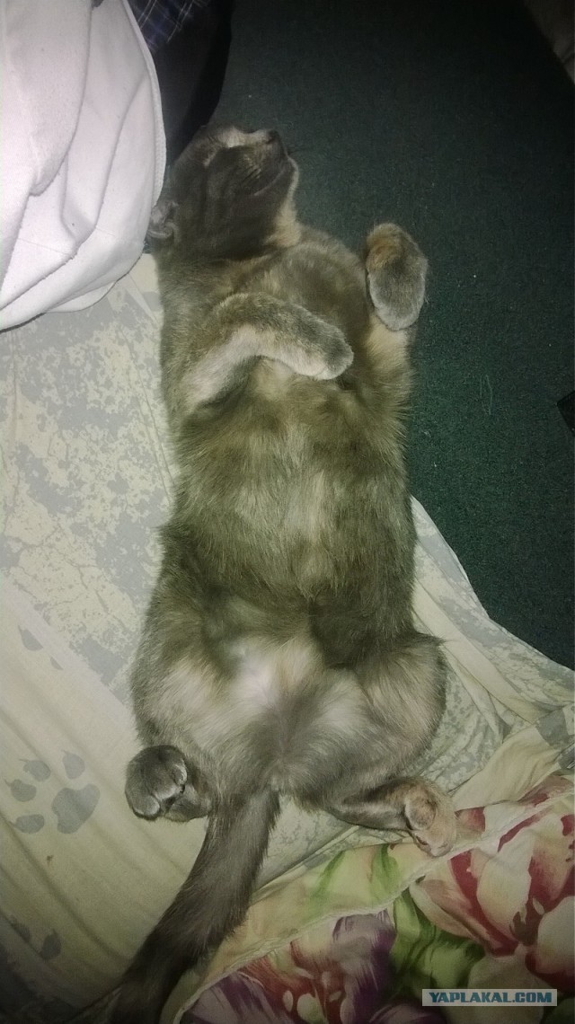 Котовторник  08.04.2014