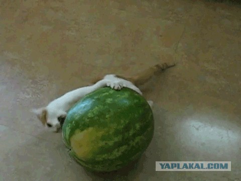 Добряки, плюсующие всех подряд