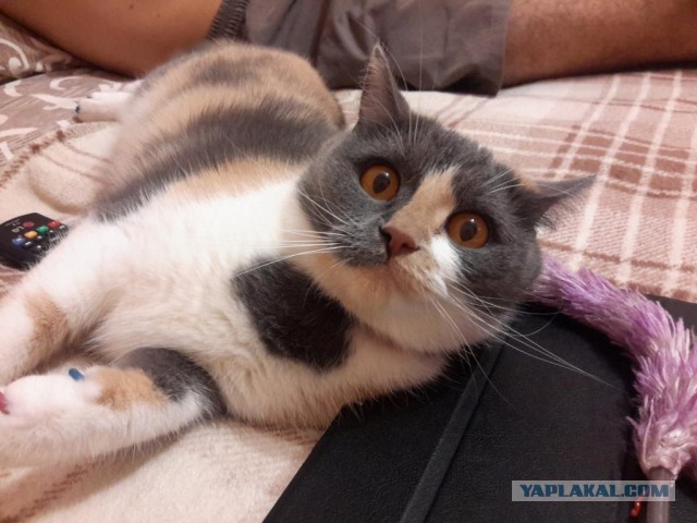 Котовторник 19.08.2014