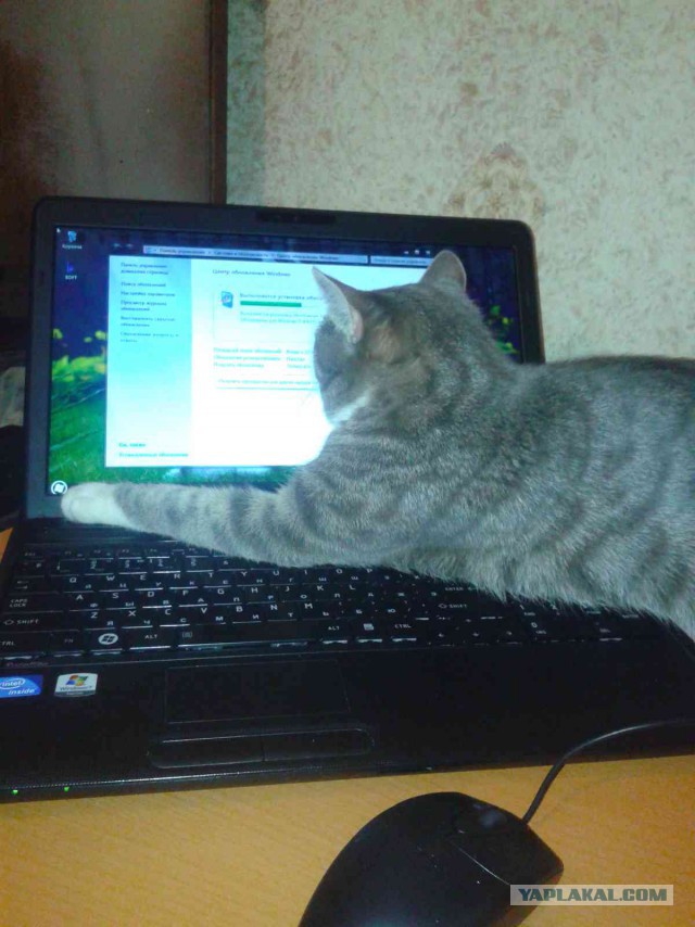 Спииишь,сссобака?