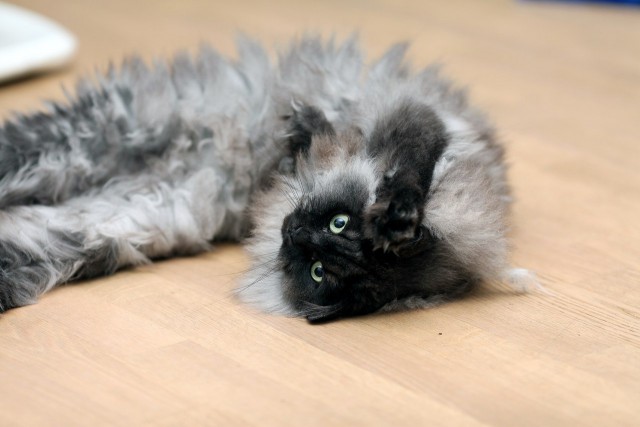 Котовторник 16.09.14