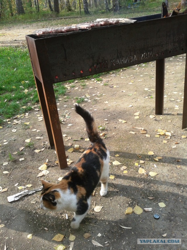 Котовторник 23.09.2014.