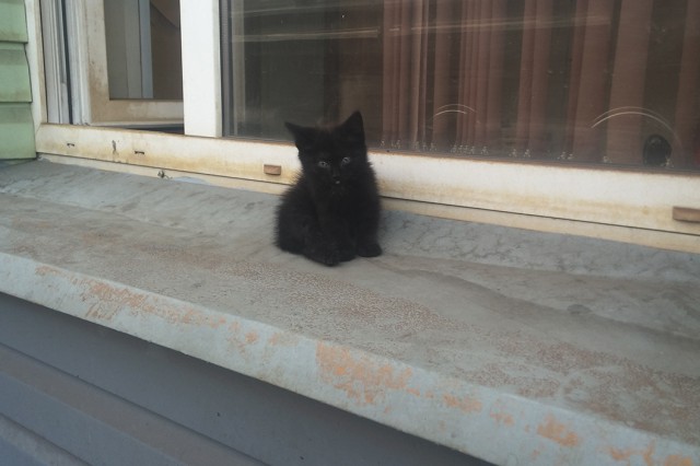 Болотные котята