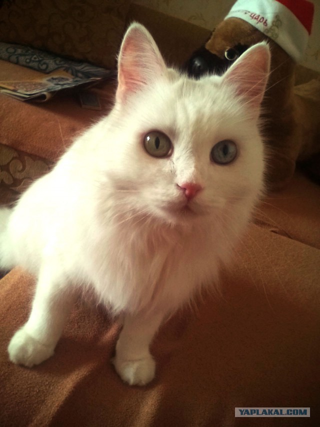 Котовторник 25.11.2014