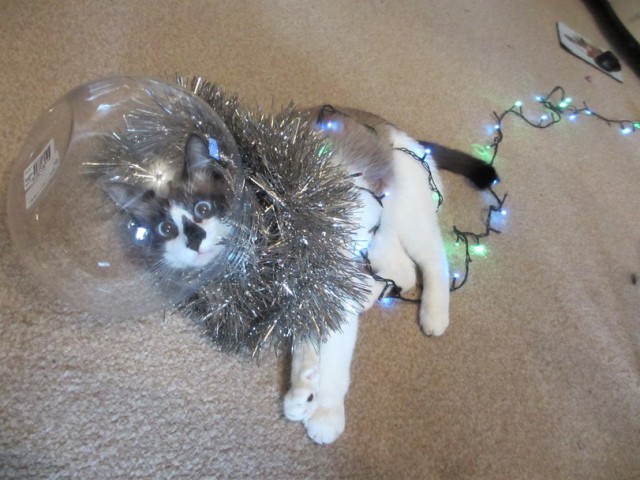 Котовторник 2.12.14
