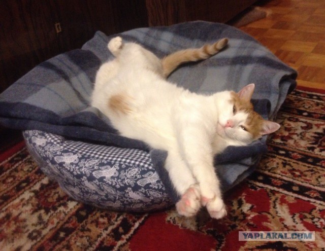 Котовторник 06.01.2015