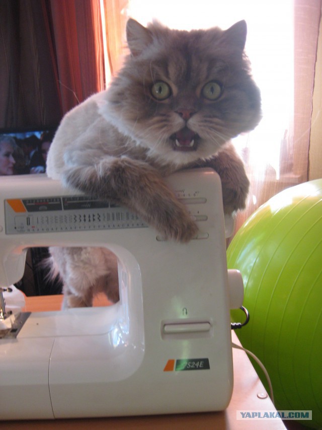 Котовторник