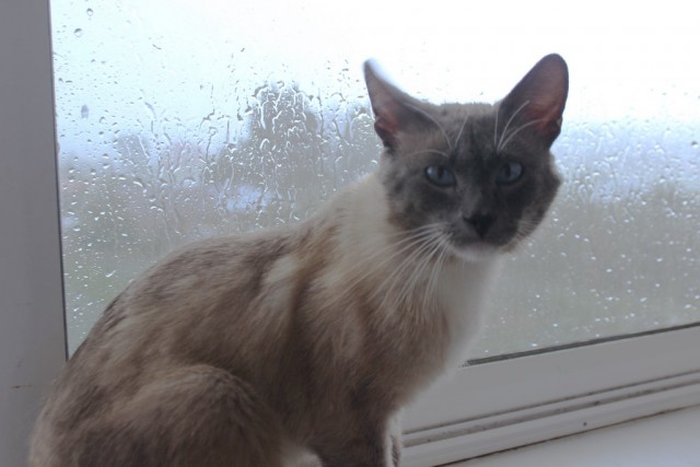 Котовторник