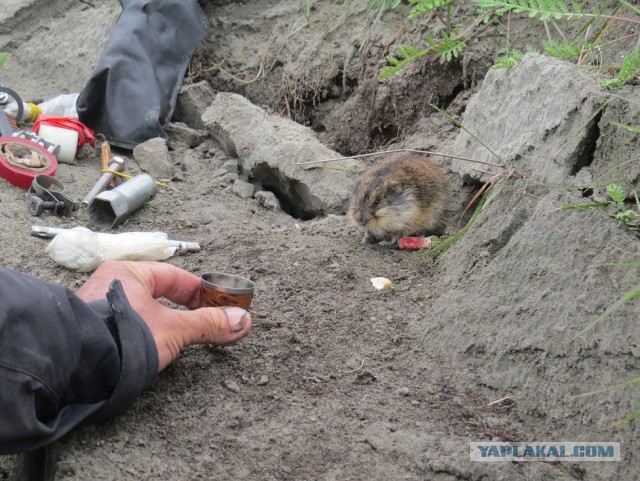 Бурундук кушает картошку с мужиками!