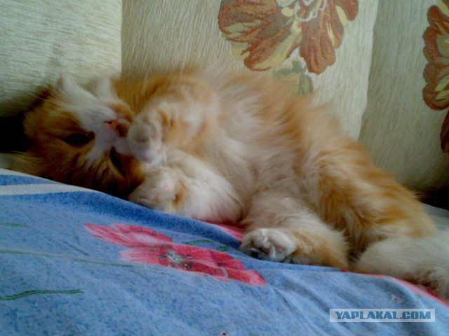 Котовторник 16.06.2015., Котовторник наступил!