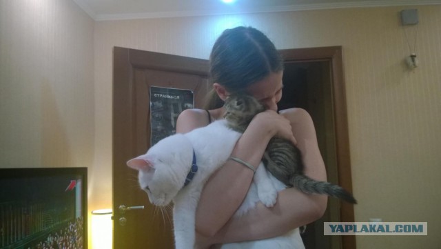Котовторник