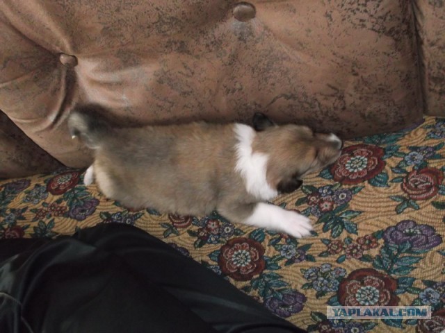 Собакочетверг