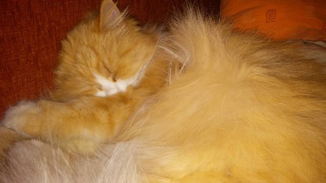 Котовторник  27.10.2015