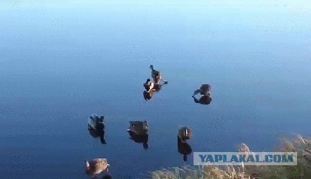 Утки на льду