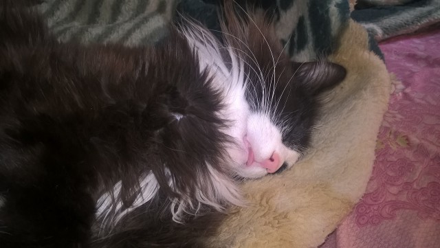 Котовторник 26.07 2016