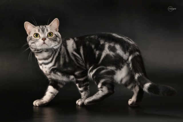 Коты из сети