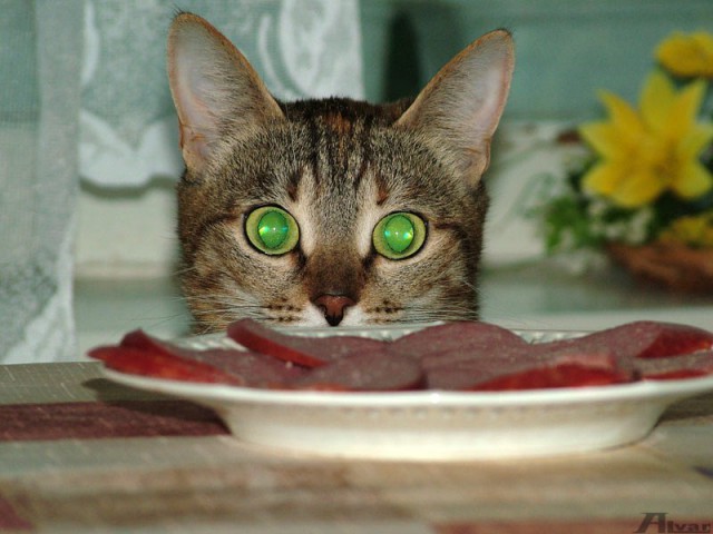 ГЛАГОЛящие коты