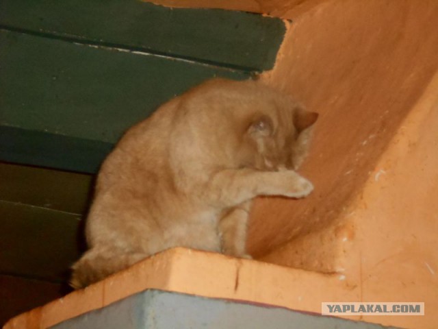 Жизнь домашнего приюта для котеек 167