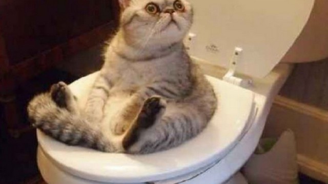 Коты и Кошки