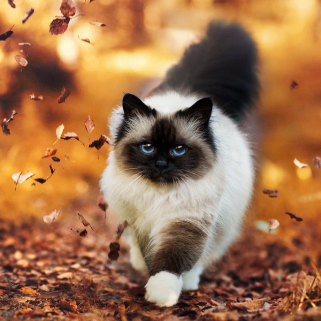 Коты и Кошки