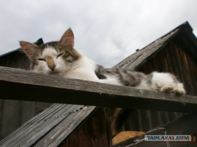 Как спят наши странные коты