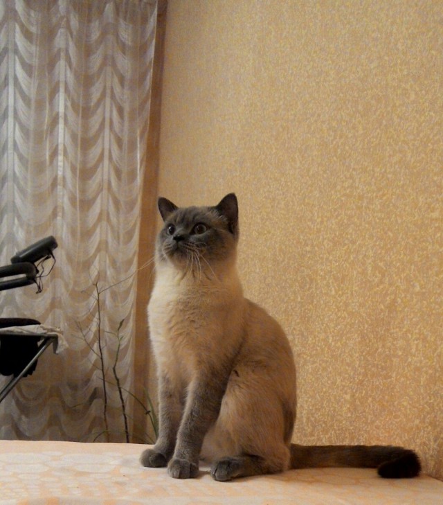 Живность из сети