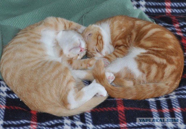 Коты застигнутые врасплох