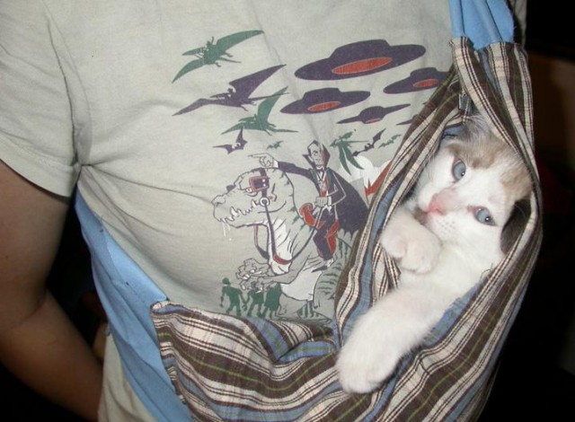 Котовторник на ЯПлакалъ (10.06.08), прикольные коты, добавляем свои!