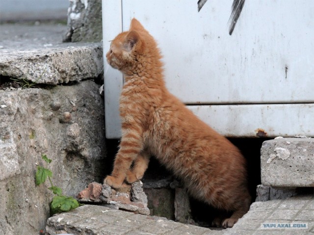 Ура, котовторник! (01.07.2008)