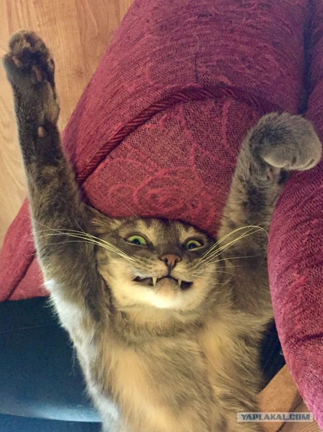 Немного милоты