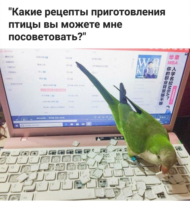 Живность из сети