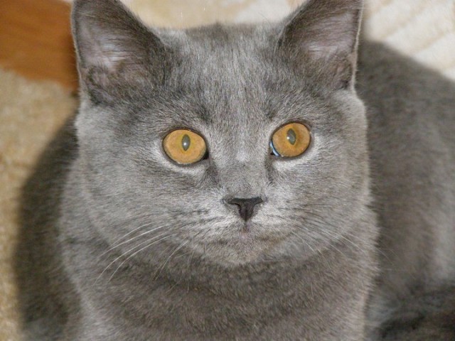 It's Catursday Fever! (Котовторник)