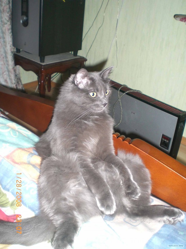 Котовторник уже сегодня!